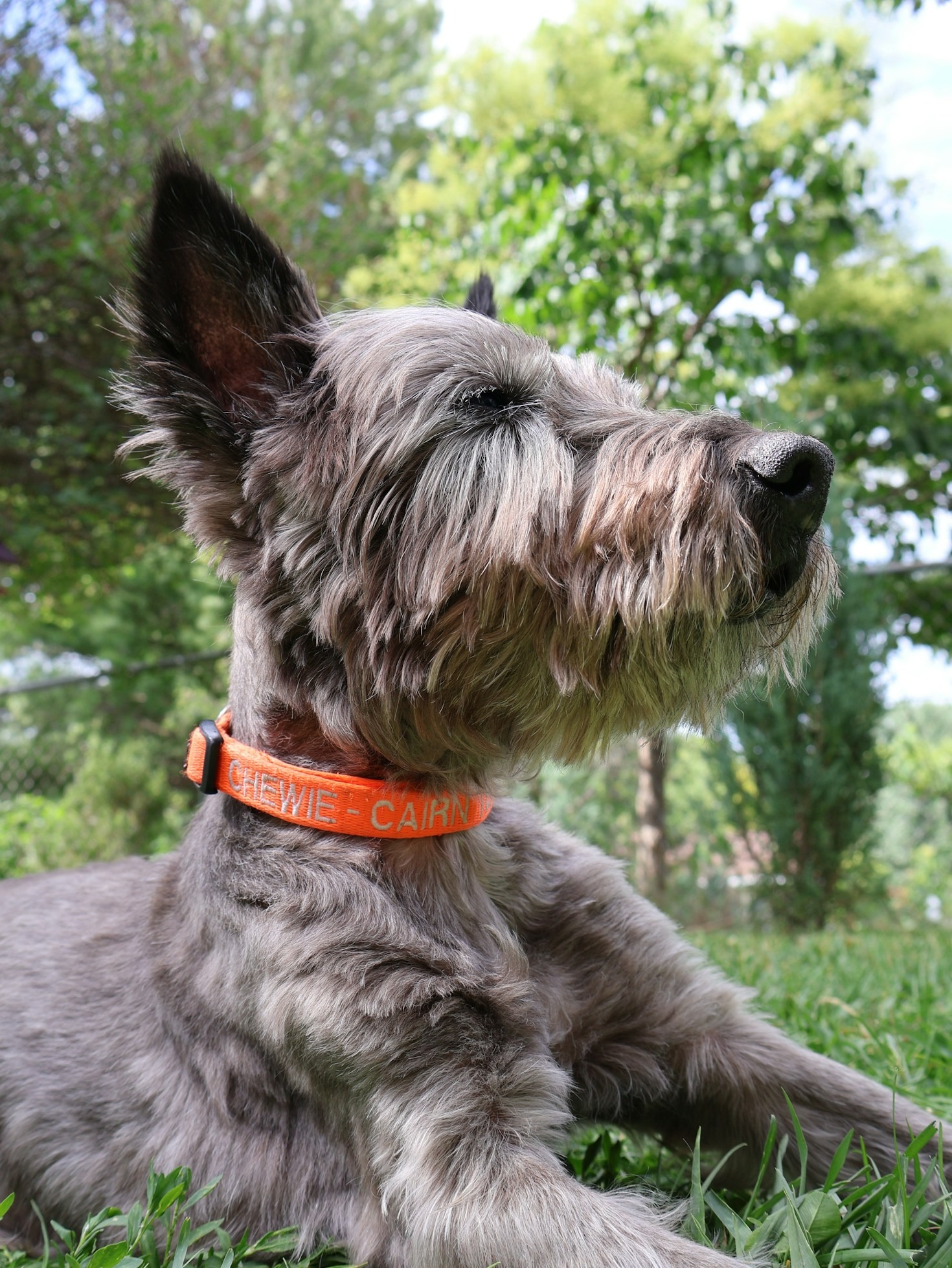Understanding the Unique Needs of Scottish Terriers