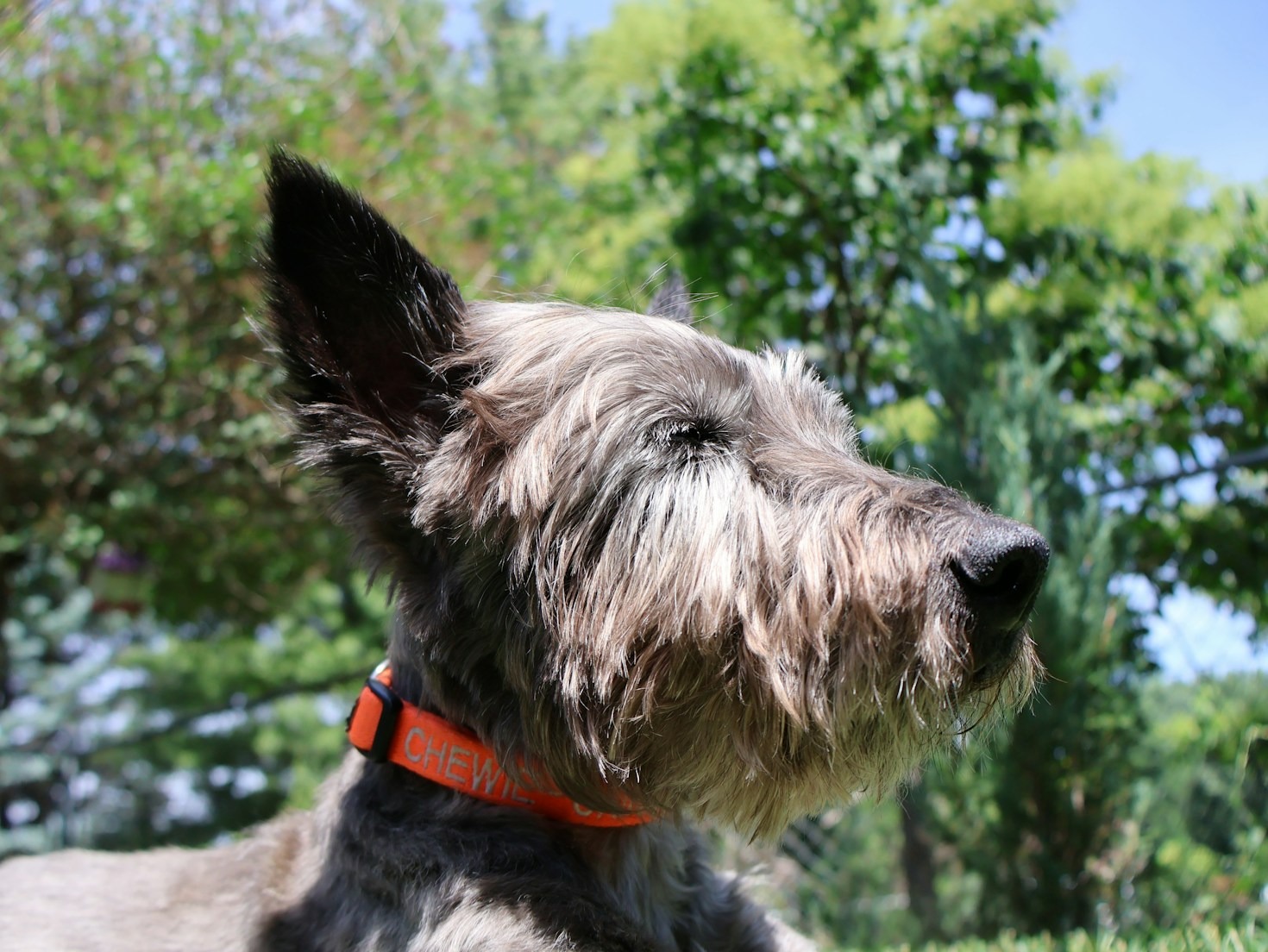 The Importance of Ethical Scottish Terrier Breeding