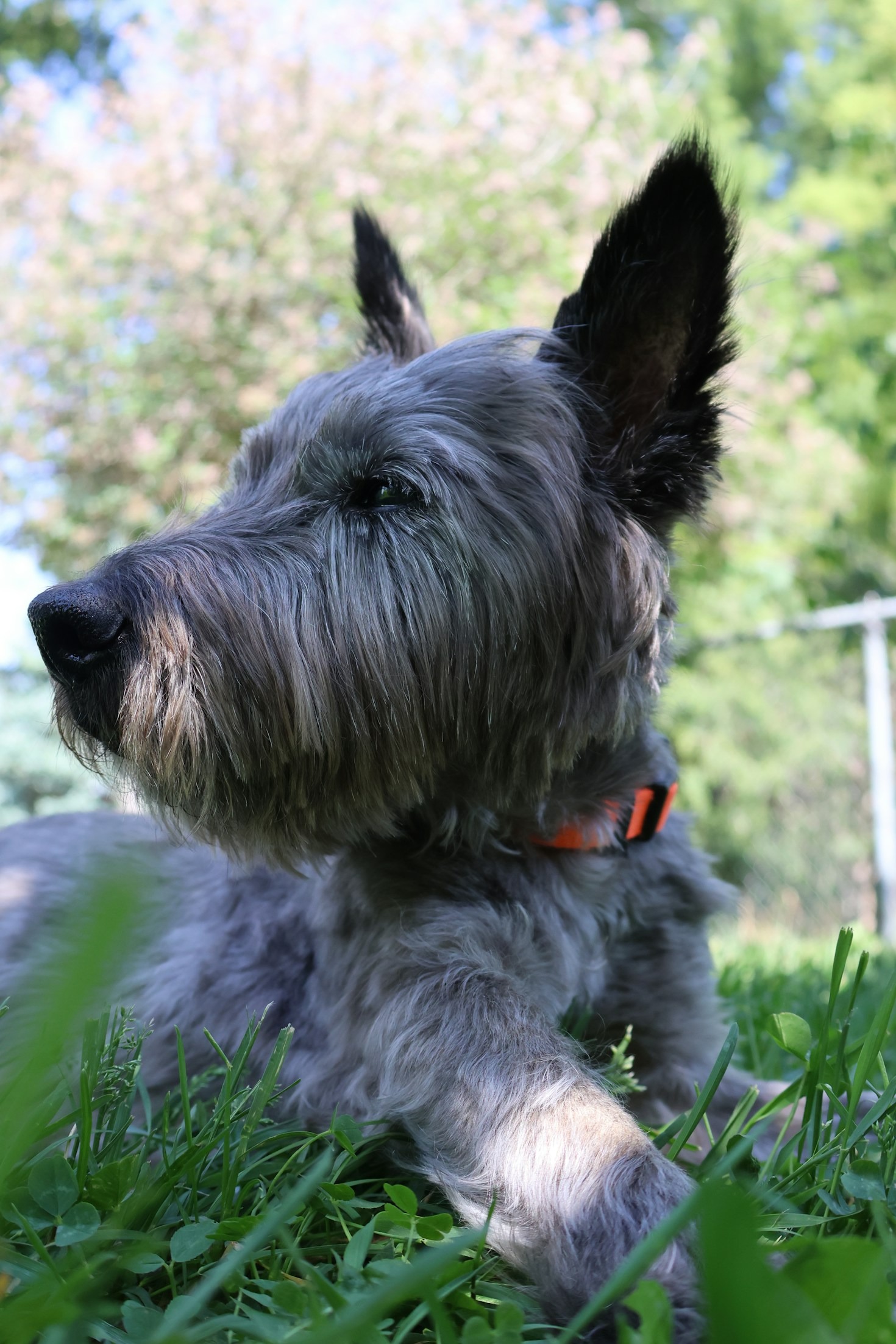 Success Stories from Our Recent Rescue Efforts