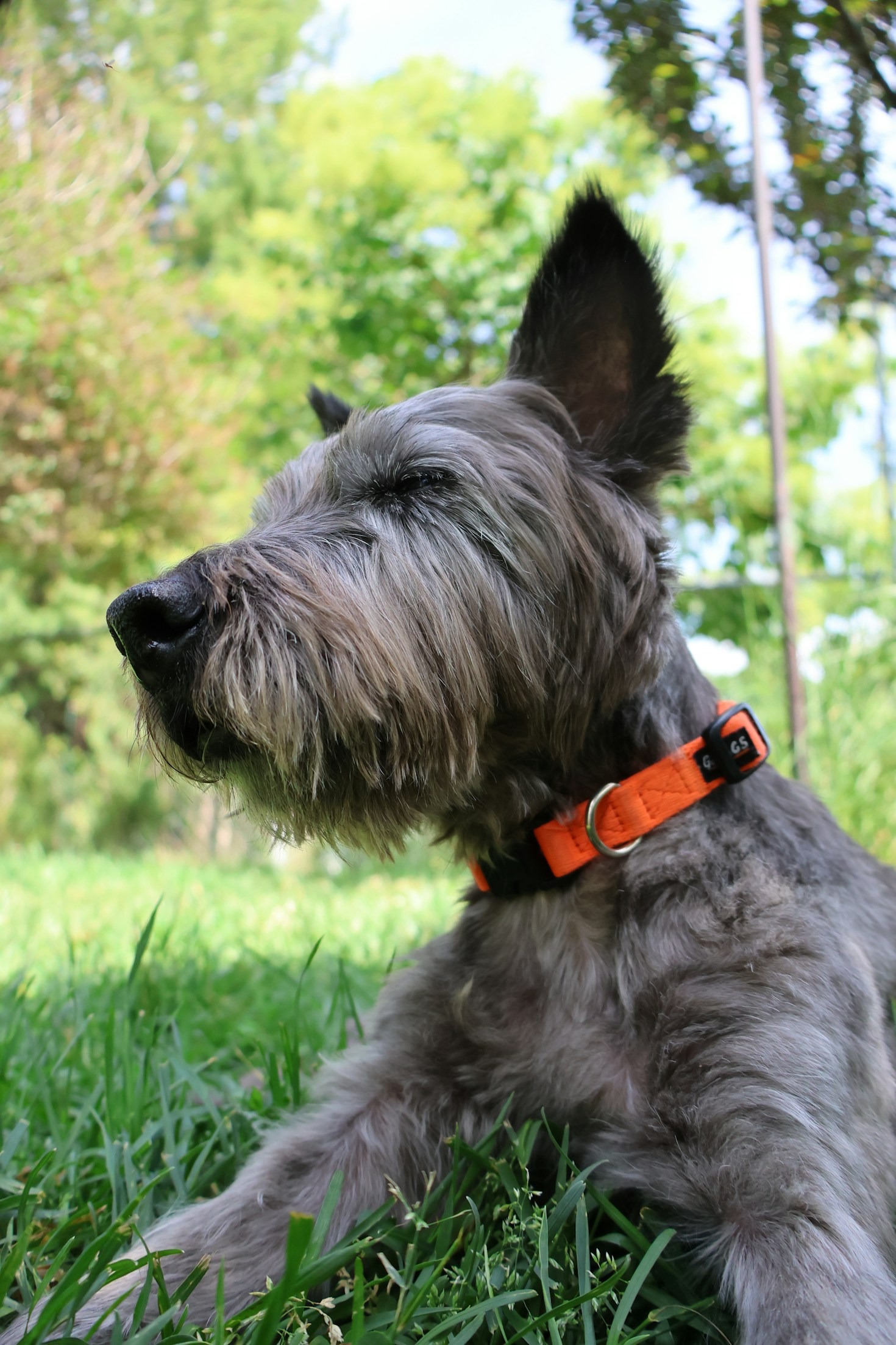 Essential Health Guidelines for Aging Scottish Terriers